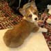 Ein pup